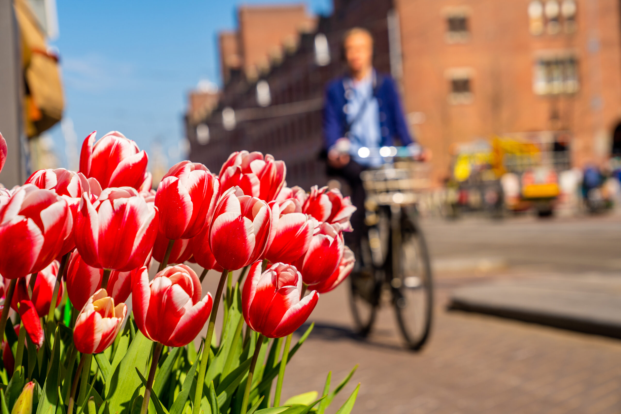 tulips bicycle